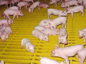 hog-flooring-pig-flooring